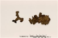 藏品(腎島衣屬)的圖片